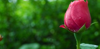 CILËSITË E GRUAS SË MIRË QË ÇDO BURRË I ËNDËRRON!