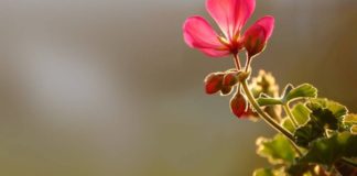 SI VEPRON ME TJERËT ASHTU VEPROHET EDHE ME TY !