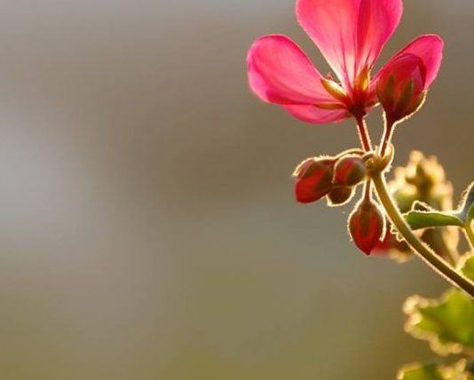 SI VEPRON ME TJERËT ASHTU VEPROHET EDHE ME TY !