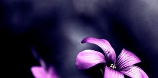 MIKU IM, UNË DHE TI, JEMI VËLLEZËR PËR HIR TË ALLAHUT