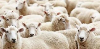 PREJ KUR ËSHTË BËRË KURBAN BAJRAMI PROBLEM PËR NJË FAMILJE!!