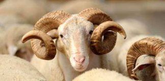 DHJETË DITËT E DHULHIXHES DHE RREGULLAT E KURBANIT