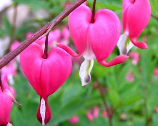 JETO ME ZEMËR QË E DO ÇDOKUSH !