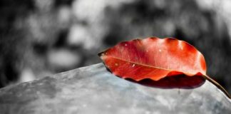 EDUKOJE SHPIRTIN ME KËTO URTËSI!