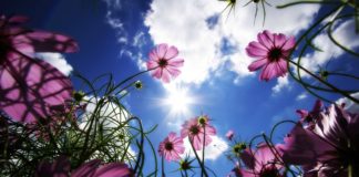 BËHU SHITËS I LUMTURISË