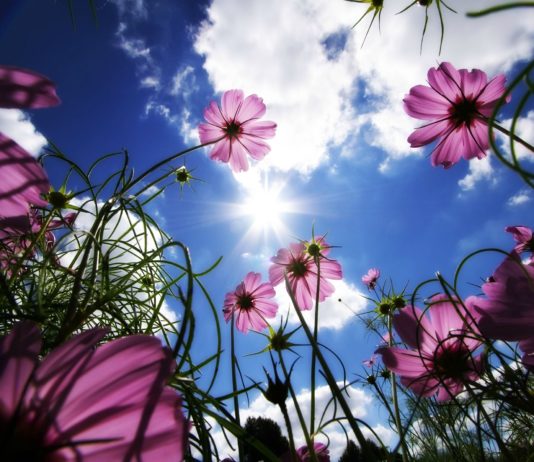 BËHU SHITËS I LUMTURISË