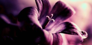 DISA NJERËZ NË JETË NA VIJNË SI BEGATI