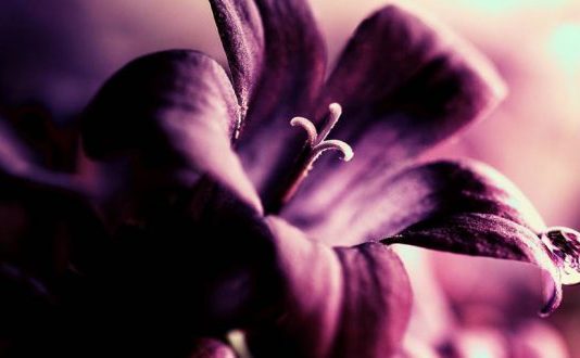 DISA NJERËZ NË JETË NA VIJNË SI BEGATI