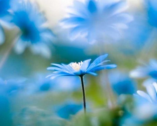 BËHU GJËJA E VETME QË NUK PËRSËRITET DY HERË