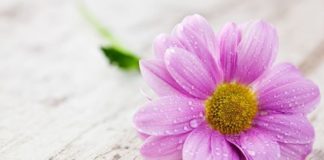 SHKAQET QË NDIHMOJNË NË ULJEN E SHIKIMIT