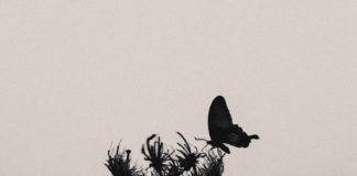 GJËRAT NUK JANË ASHTU SI DUKEN