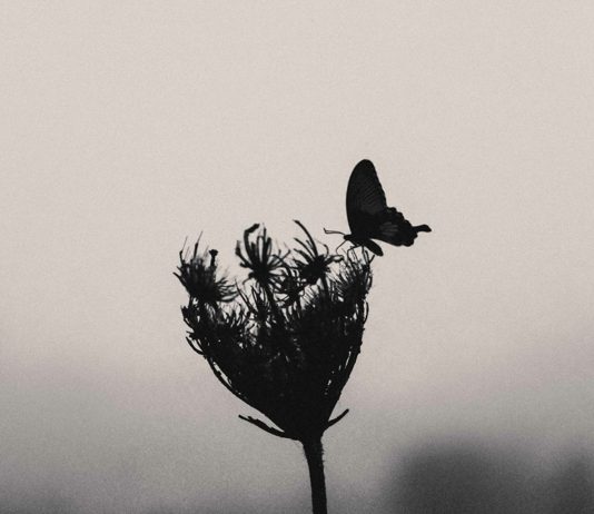 GJËRAT NUK JANË ASHTU SI DUKEN