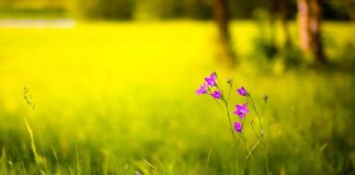 A I DI KËTO KATËR PREMTIME HYJNORE?!