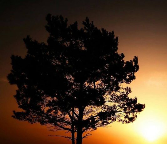 FATKEQËSITË NA VIJNË SHKAKU I GJYNAHEVE TONA