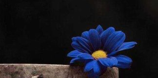 MOS FUT URREJTJE ME PYETJET E TUA