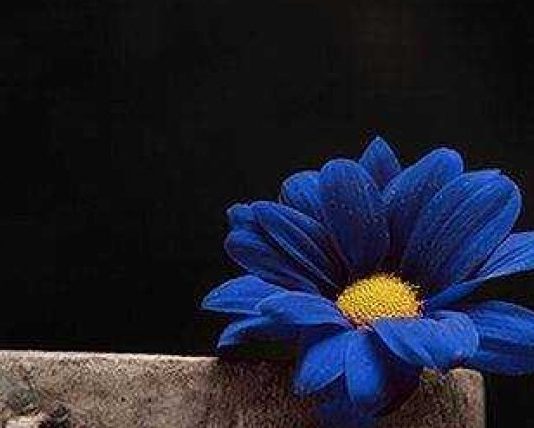 MOS FUT URREJTJE ME PYETJET E TUA