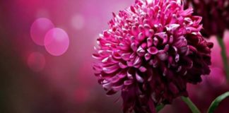 TË KËNAQURIT E ALLAHUT