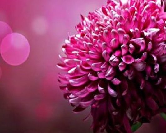 TË KËNAQURIT E ALLAHUT