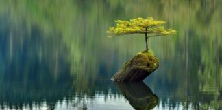 DYNJANË E KUPTON KUR E HEDH DHEUN MBI ATË QË E DO