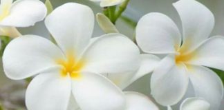 KUSH JANË TË LUMTURIT?!