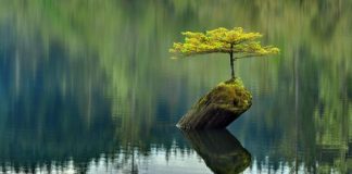 ATA JANË TË RRALLË DHE TË MREKULLUESHËM