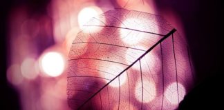 RREGULLAT E LUMTURISË