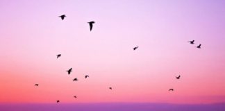 MËSIME JETE TË ÇMUESHME PËR ÇDO NJERI