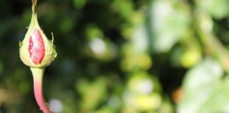 BARASPESHA E LUMTURISË SË VËRTETË