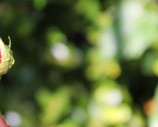 BARASPESHA E LUMTURISË SË VËRTETË