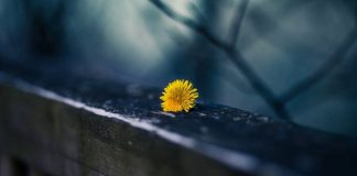 MËSOJI KËTO TRI GJËRA