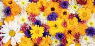 NËNTËMBËDHJETË KËSHILLA PËR JETË MË TË LUMTUR