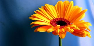 JETA I SHËMBËLLEN LULES