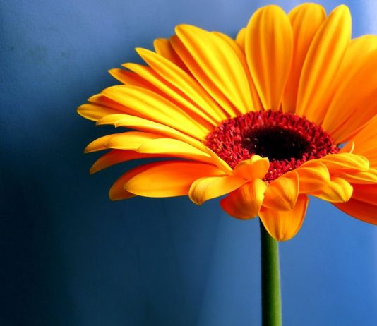 JETA I SHËMBËLLEN LULES