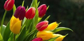 BËHU SHITËS I LUMTURISË