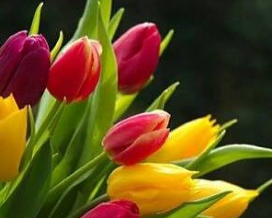 BËHU SHITËS I LUMTURISË