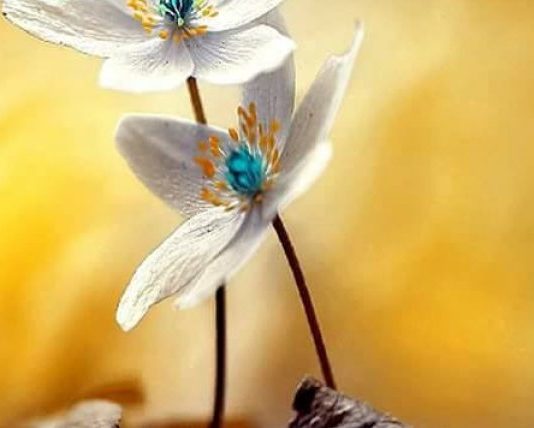 DISA URTËSI DHE INFORMATA NGA STUDIME TË NDRYSHME