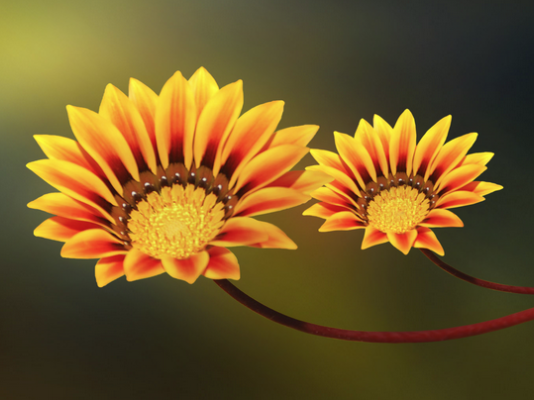 ZBUKURIMI I LEJUAR DHE AI I NDALUAR