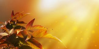 KUR MËSOHEMI ME BEGATI!