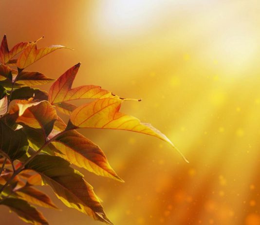 KUR MËSOHEMI ME BEGATI!