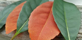 PËRKUJDESJA PËR NDJENJAT E ATIJ QË KA TË NDONJË TË METË FIZIKE