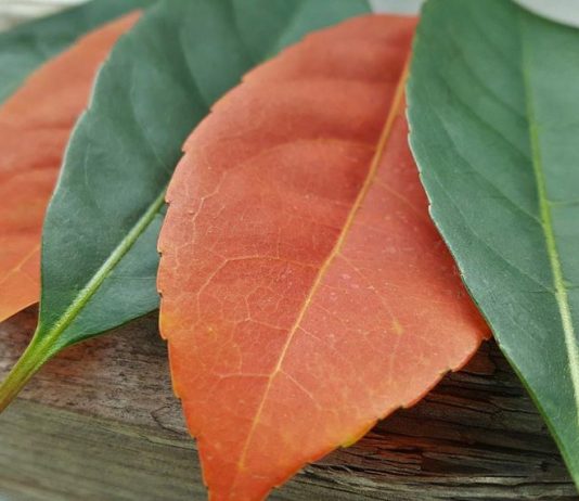 PËRKUJDESJA PËR NDJENJAT E ATIJ QË KA TË NDONJË TË METË FIZIKE