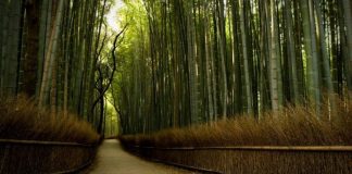 ILAÇI MË I MIRË PËR QETËSIMIN E DHIMBJEVE