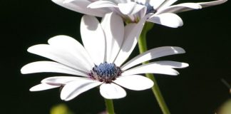 DASHURIA MES NUSES DHE VJEHRRËS!!