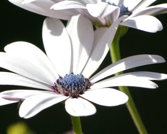 DASHURIA MES NUSES DHE VJEHRRËS!!