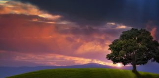 SHTATË GRUPET E SHPËTUARA