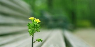 QARTËSIMI I SHKAQEVE TË LUMTURISË