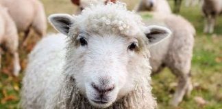 KURBANI – DISPOZITA DHE RREGULLA