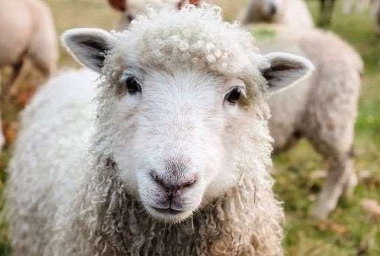 KURBANI – DISPOZITA DHE RREGULLA