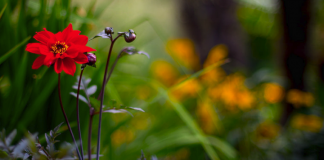 KUR SHPIRTI ËSHTË I KËNAQUR