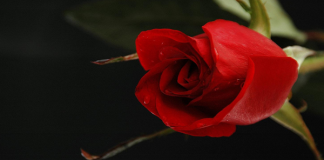 DISA NJOHURI RRETH GRUAS